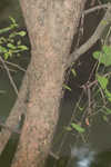 Planertree <BR>Water elm